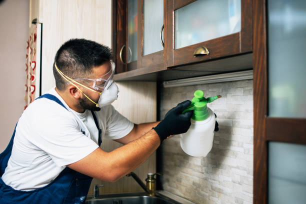 Best Flea Control Services  in Gatesville, TX
