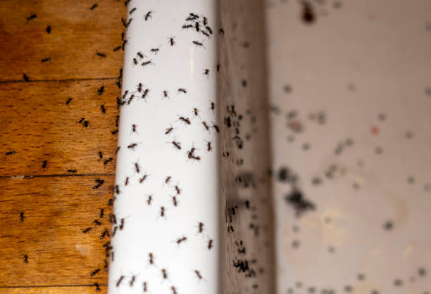 Flea Control Services in Gatesville, TX