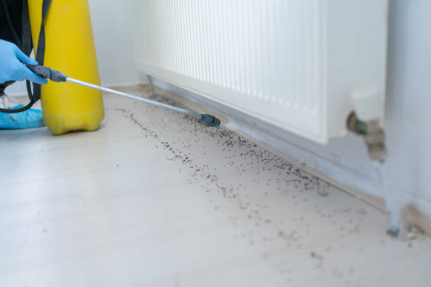 Best Ant Control Services  in Gatesville, TX